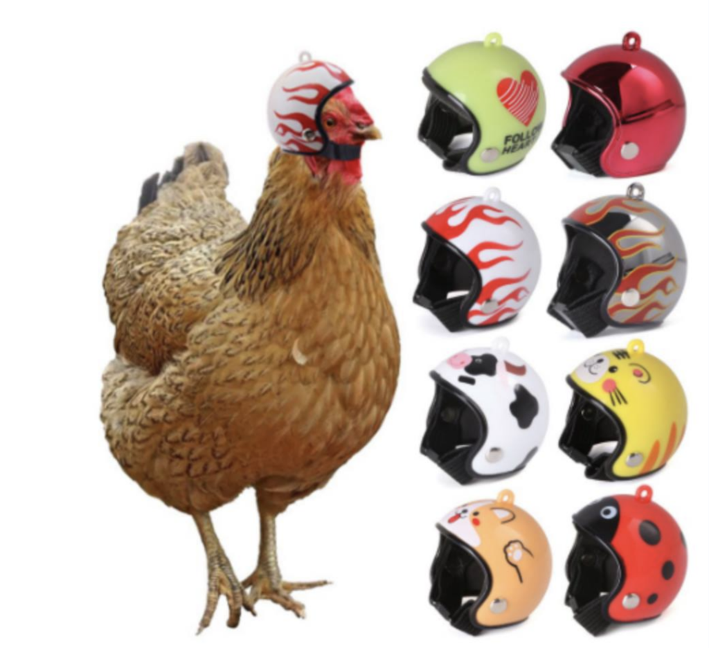 Chicken Quarterbacks? Chicken Race Car Drivers? Why Do Chickens Need ...